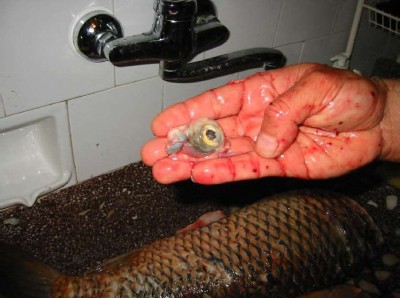 img_0035.jpg (53.89 KБ) Видяна 8878 пъти img_0035.jpg