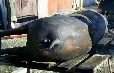 1.JPG (109.9 KБ) Видяна 4802 пъти 1.JPG